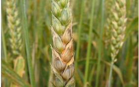 3 Fusarium graminearum Befall